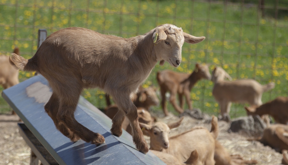 Cabrito de raza Malaguea