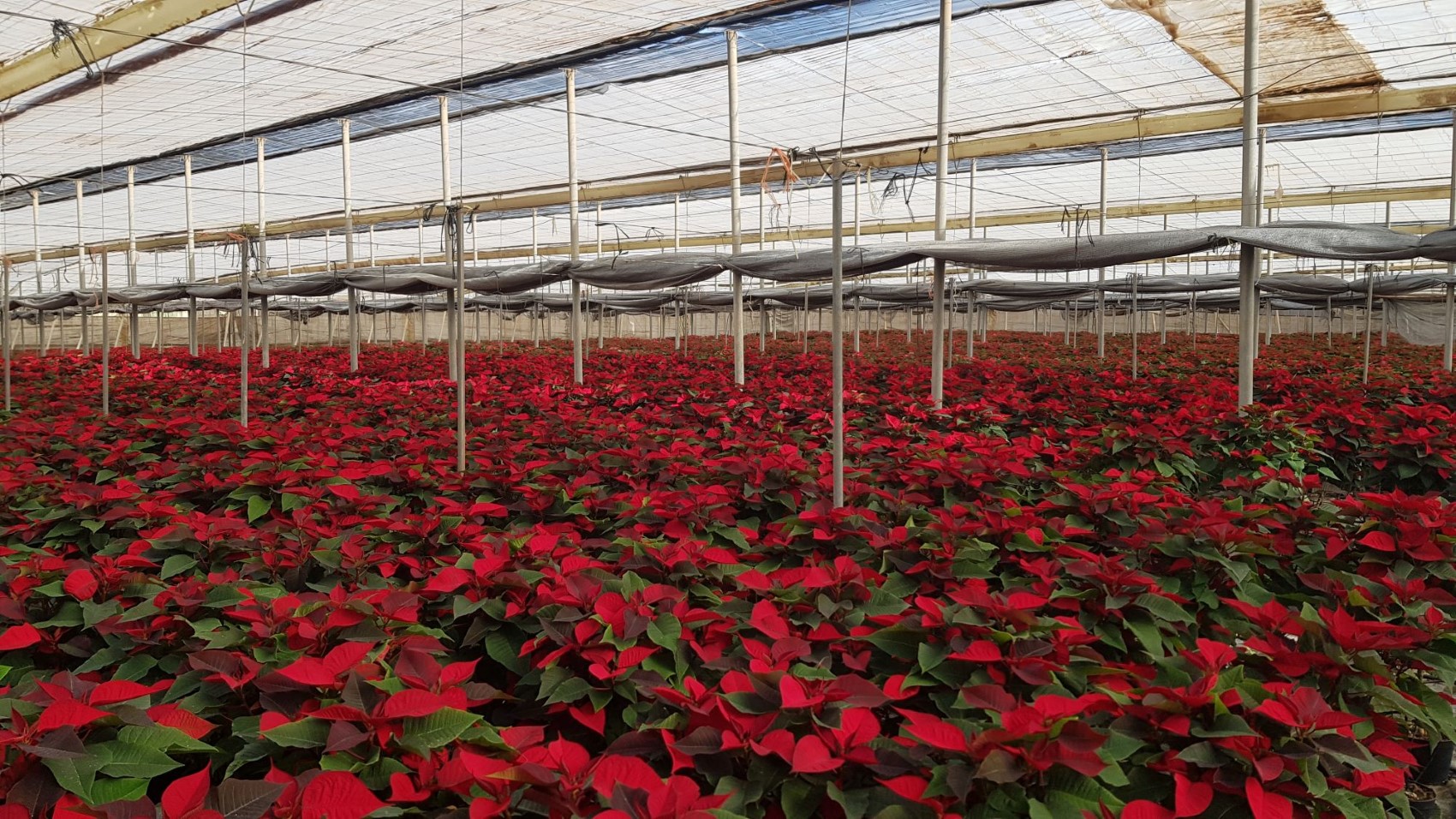 Imagen de un cultivo de Flor de Pascua en la empresa almeriense Viveros Jimnez