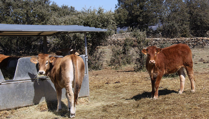 Ganado vacuno de carne en Castilla y Len