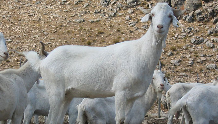 Ejemplares de la raza caprina Blanca Celtibrica