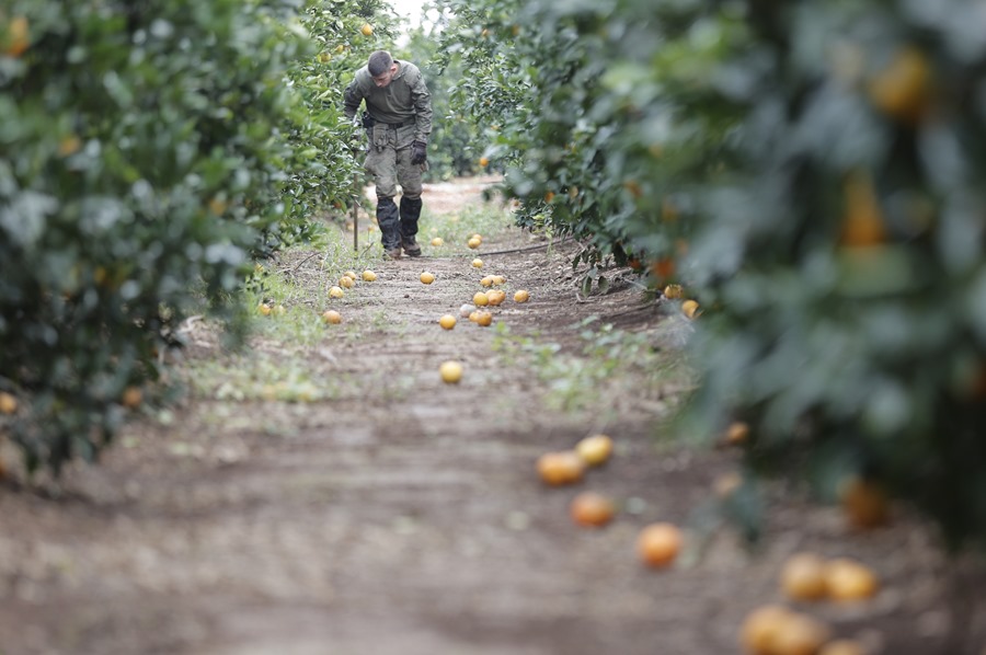 Naranjos afectados por la DANA en Valencia. Efeagro