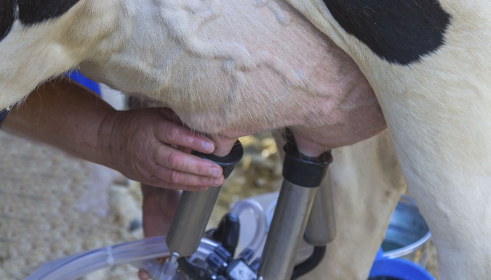 Ordeo en una granja de vacuno de leche