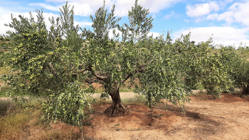 Las altas temperaturas de octubre y noviembre han favorecido el desarrollo del fruto