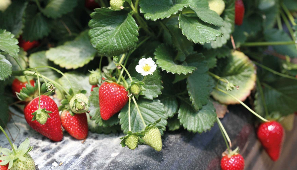 El objetivo del trabajo era crear un ndice para predecir la calidad de las fresas usando tcnicas no destructivas