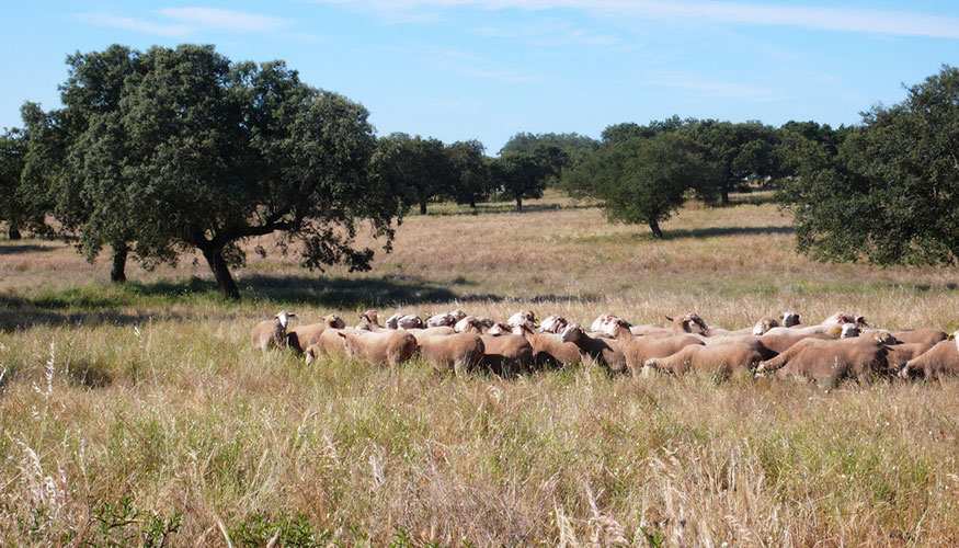 Rebao ovino en Extremadura