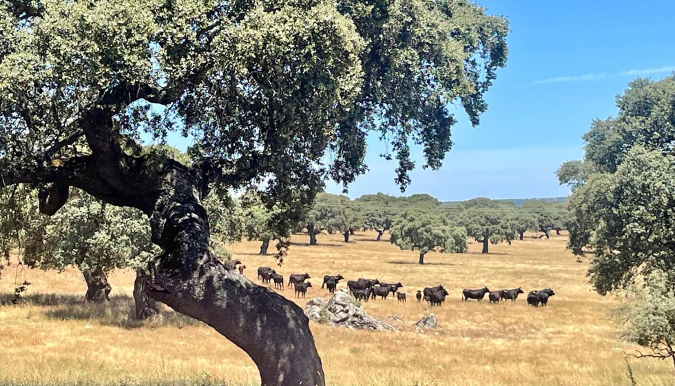 La Consejera de Agricultura, Ganadera y Desarrollo Rural, a travs de ITACyL y en colaboracin con las asociaciones de ganaderos de lidia...