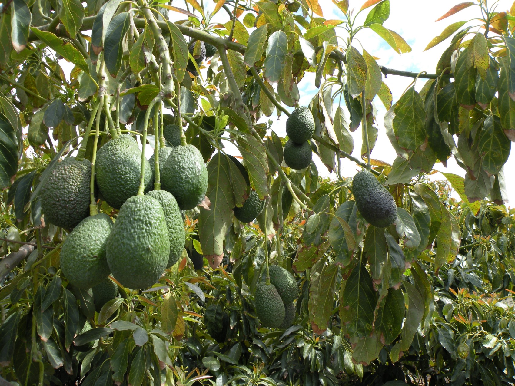 Imagen de un cultivo de aguacate de Montosa