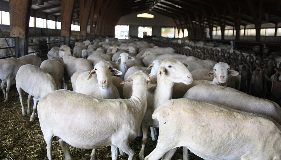 Ejemplares de la raza ovina Manchega