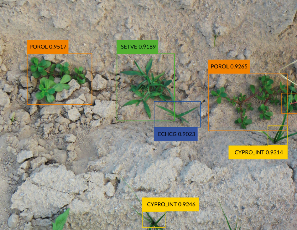 Figura 6. Resultados de identificacin de malas hierbas de los modelos de aprendizaje profundo (Deep Learning) en un contexto complejo...