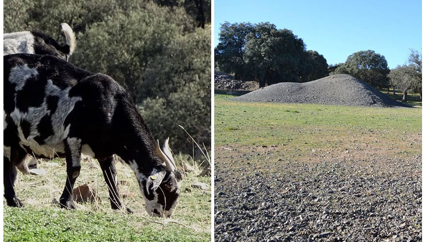 Ganado caprino en extensivo y escombrera de minas de plomo en el Valle de Alcudia