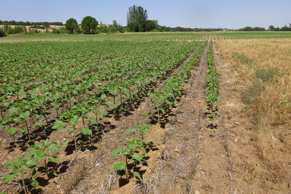 Foto de Ensayo de tcnicas de laboreo en una rotacin de Cereal-Leguminosa-Girasol