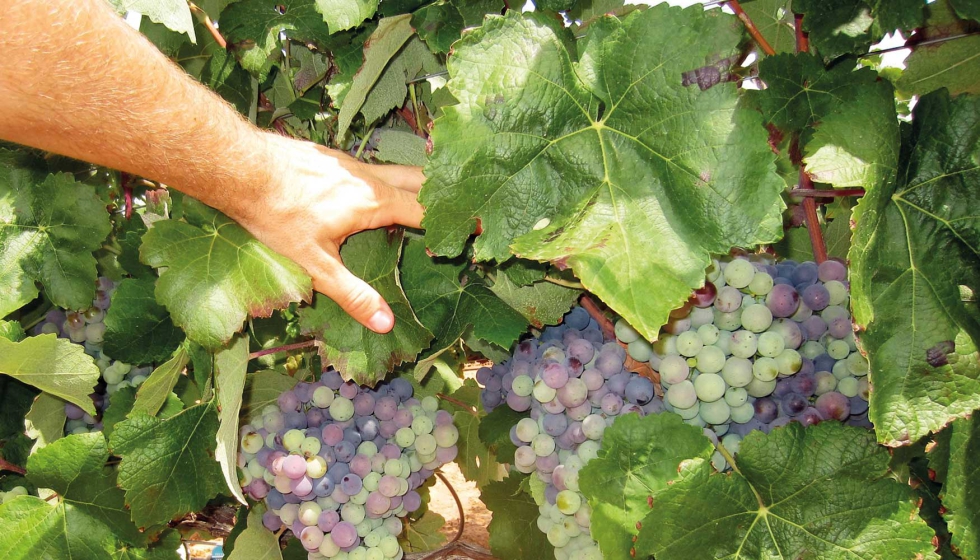 Este sistema de distribucin de los sarmientos permite adaptar el viedo a condiciones extremas sin necesidad de variar el material vegetal o la...