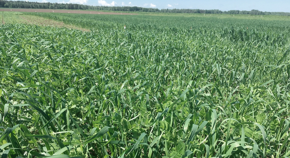 El intercropping de cereales y leguminosas se ha planteado como una alternativa para reducir los costes de produccin y mejorar el nivel de precios...