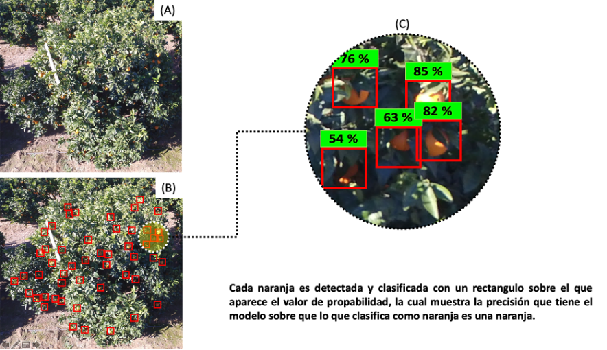 Figura 1. Fluxo de trabalho do algortmo. Imagem da entrada do modelo (A), sada do modelo com detees (B) e detalhe das detees (C)...