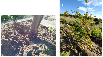 Figura 2. a) Sintoma visvel de Phytophthora spp. no caule de mudas de laranja; b) Desfolha causada por Phytophthora spp. em estgio intermedirio...