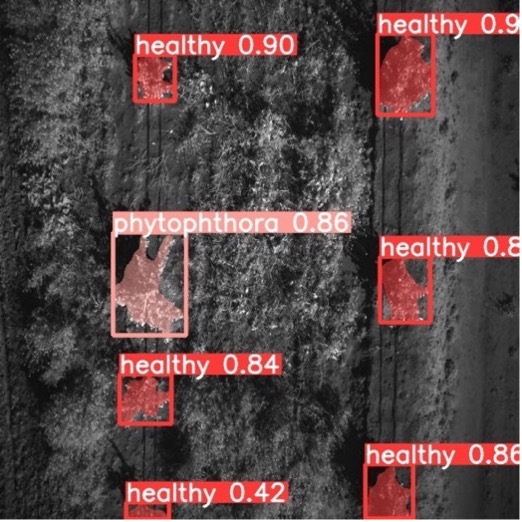 Figura 4. Segmentao e classificao de Phytophthora spp. na faixa do Red Edge