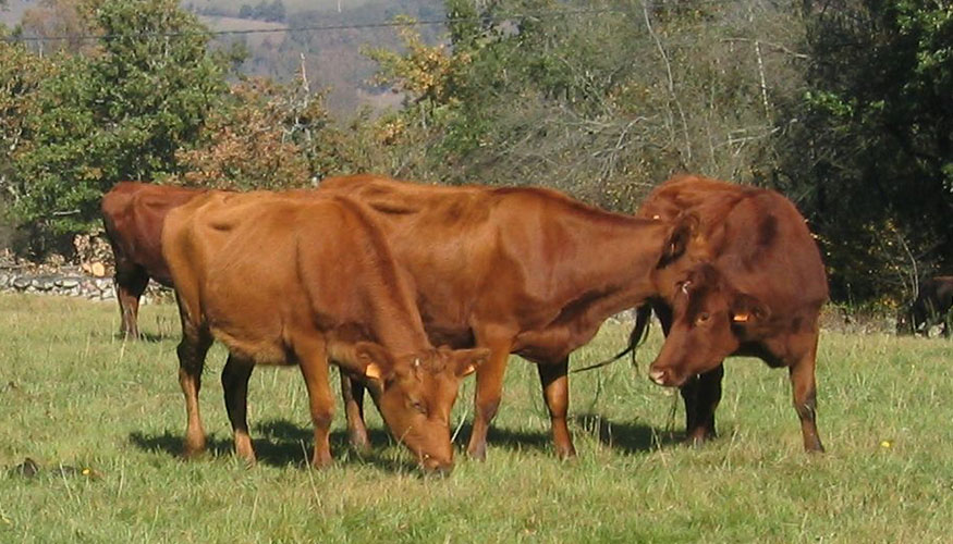 Foto de Cantabria convoca ayudas de 180.000 euros para el fomento de razas autctonas