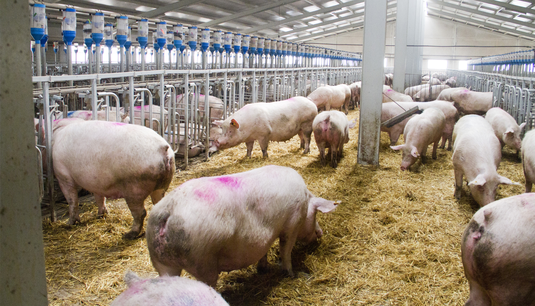 Prorrogar la vida til de las plantas de cogeneracin de purines es clave para garantizar la sostenibilidad del sector porcino y la gestin eficiente...