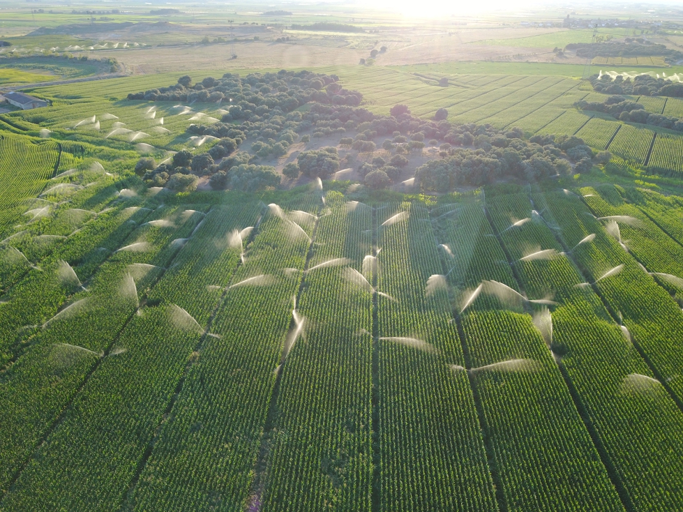 Riego en campos de cultivo agrcola