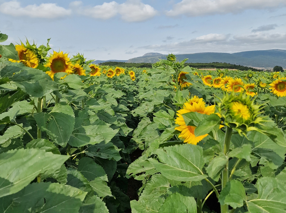 El precio del girasol est inmerso en una tendencia alcista en los mercados internacionales