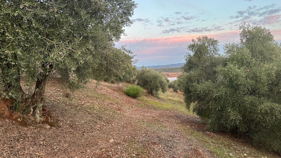 Figura 1. Vistas de la finca y detalles de la parcela de olivar de montaa donde se realiz la demostracin en campo...