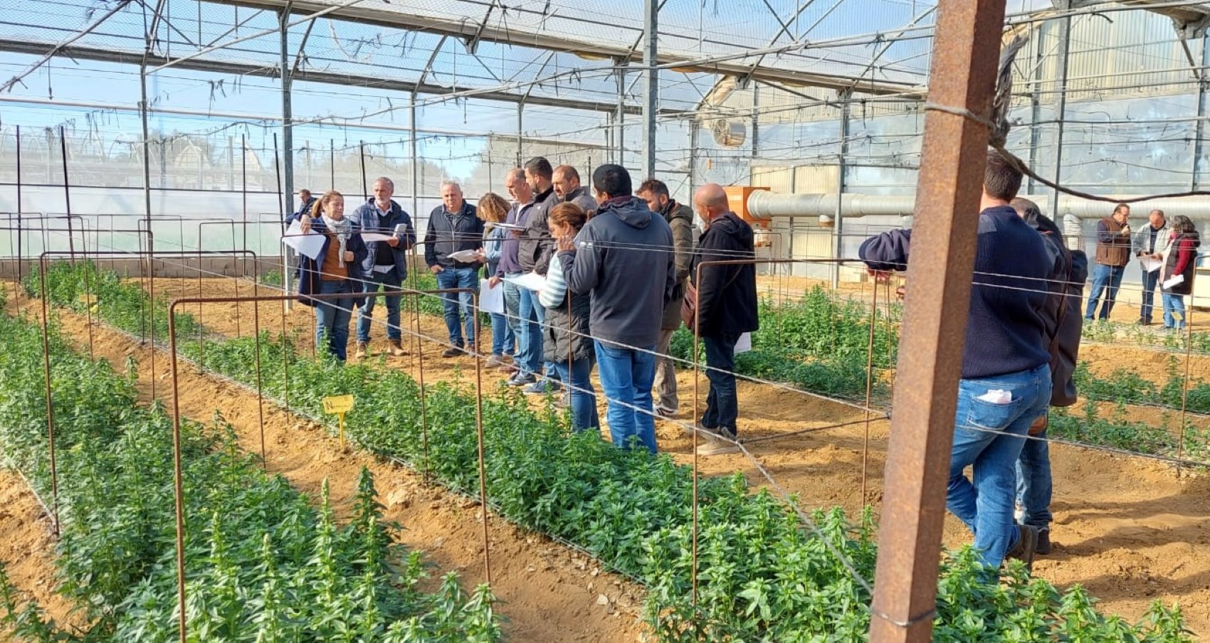 Imagen de la visita a los ensayos del Ifapa en sus instalaciones de Chipiona (Cdiz)