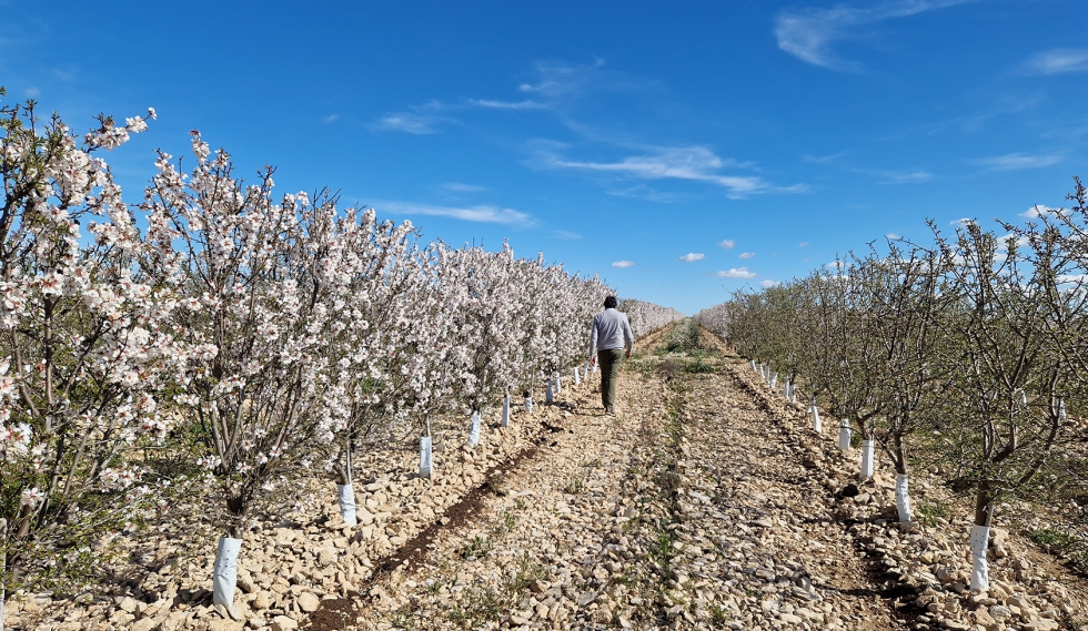 Treemond cultiva 5.000 hectreas de almendro en la Pennsula Ibrica