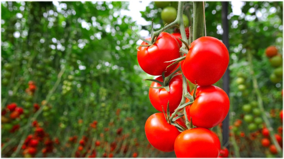 Las reas geogrficas de destino de la exportacin hortofrutcola se mantienen, representando la UE el 81%