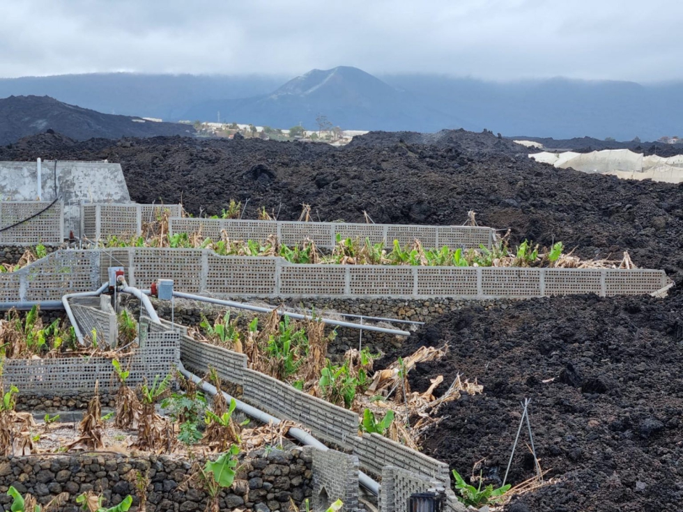 Plataneras en la isla de La Palma (Canarias)