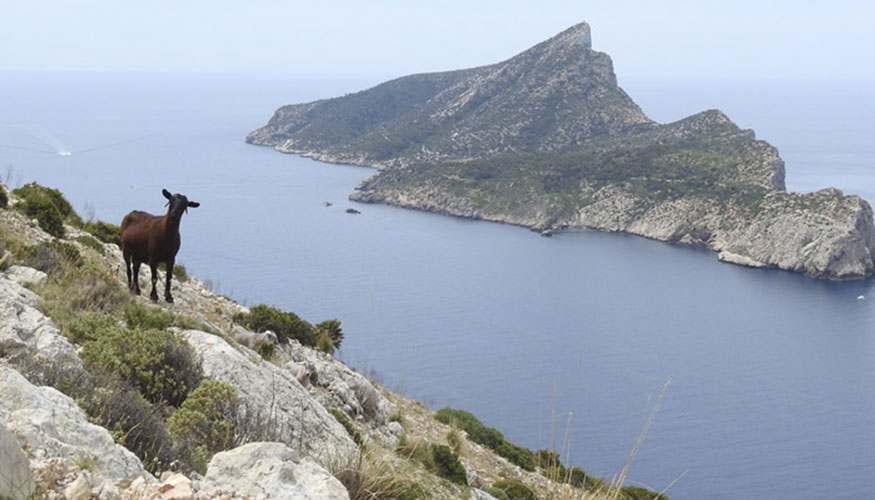 Una cabra en un paisaje de la costa mediterrnea