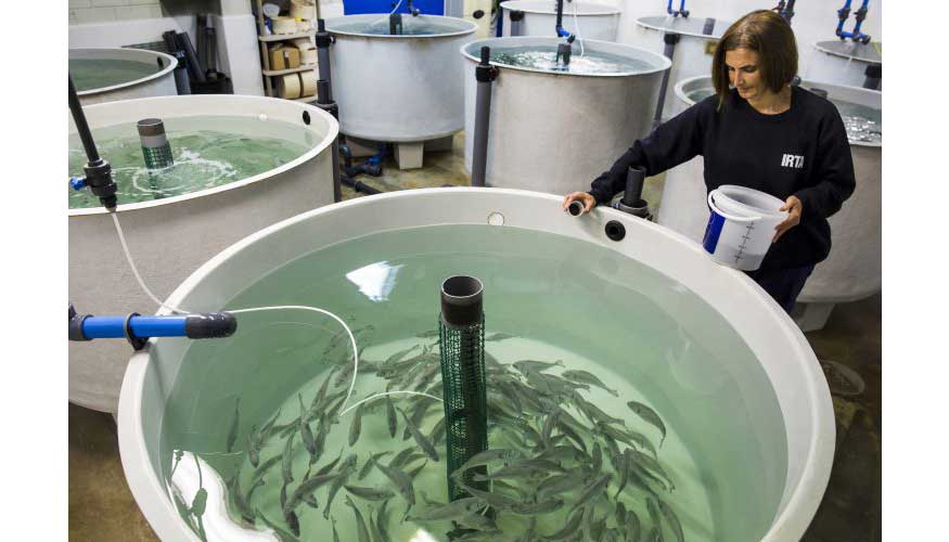 El cultivo de peces en piscifactoras garantiza la seguridad alimentaria