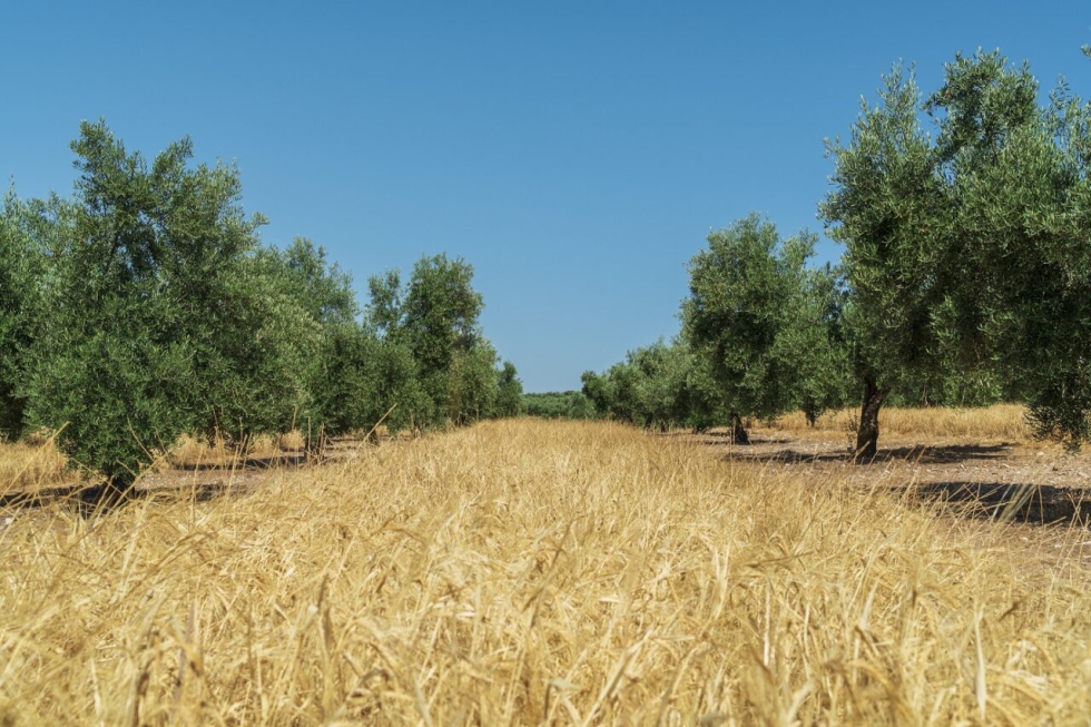 La produccin de la rama agraria registra su valor rcord, con 68.430 millones de euros, un 4,3% ms que en 2023