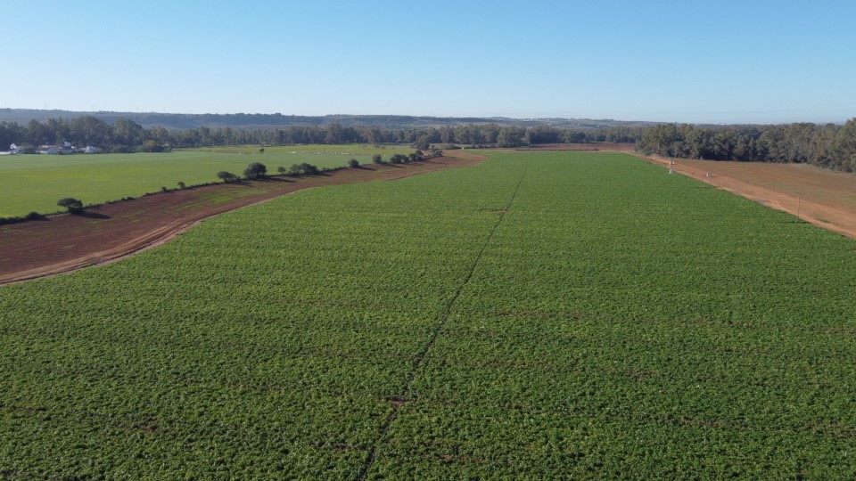 Campos de cultivo donde se realizaron los ensayos del proyecto MILDRON