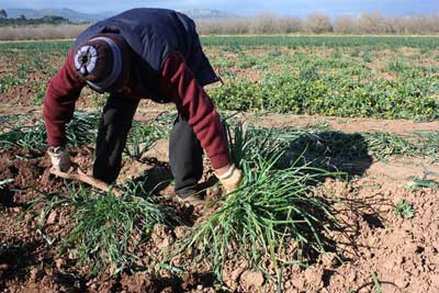 Durante la ltima campaa se recolect un 60% ms de calots, respecto al ao anterior