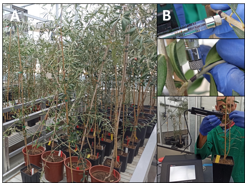 Plantas de olivo en el invernadero de bioseguridad (A). Inoculacin de plantas mediante microinyeccin (B)