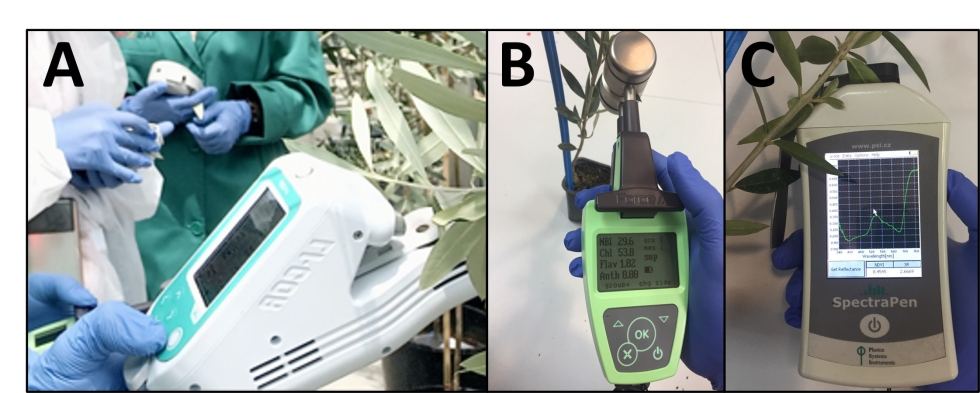 Sensores proximales utilizados en este proyecto: (A) Pormetro; (B) Dualex y (C) Spectrapen