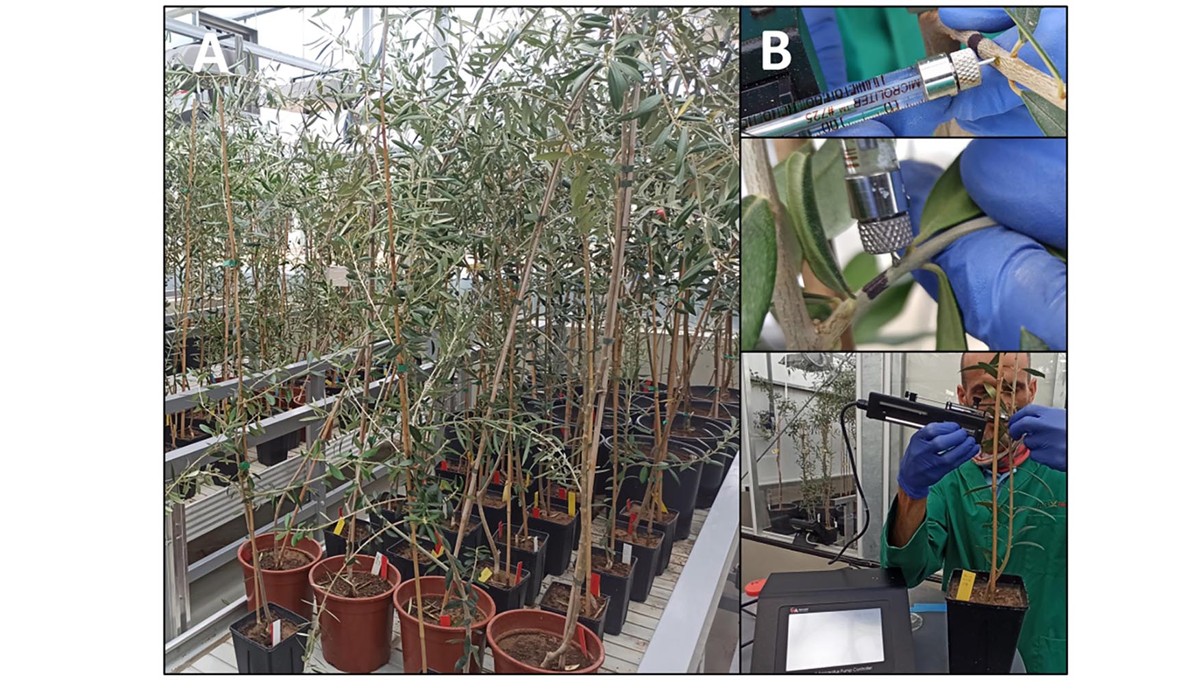 Plantas de oliveira na estufa de biossegurana (A). Inoculao de plantas por microinjeo (B)