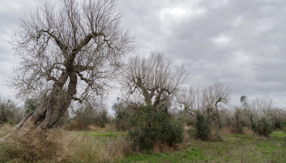 Oliveiras afetadas pela Xylella fastidiosa em Puglia, Itlia