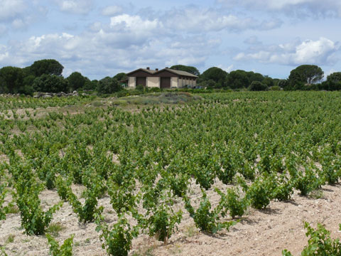 La subzona de San Martn de Valdeiglesias es la que ha contado con ms prestigio en la historia de los vinos madrileos
