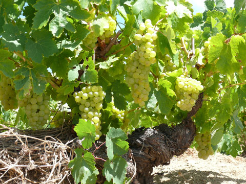 El Albillo es una de las variedades preferentes cultivadas en la D.O. Vinos de Madrid