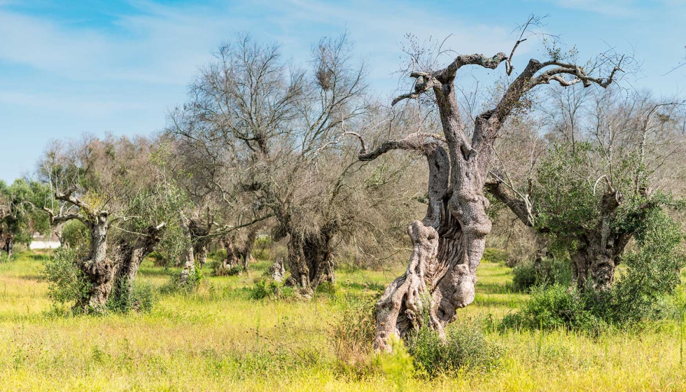 Olivos muertos y secos por la bacteria Xylella fastidiosa en la regin de Salento, Puglia, Italia