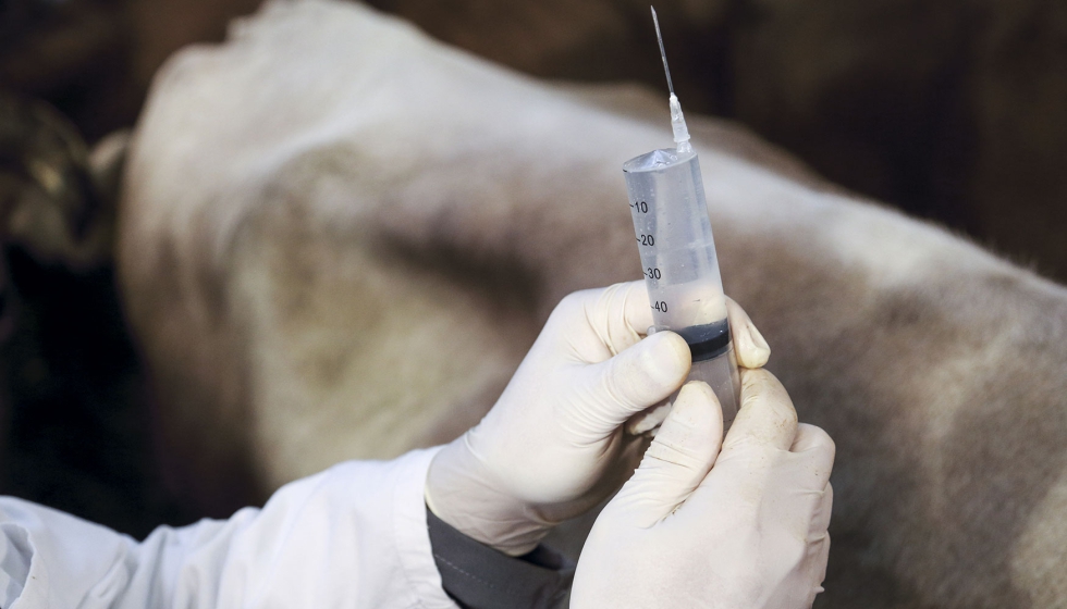 Trabajo de sanidad animal en una explotacin ganadera