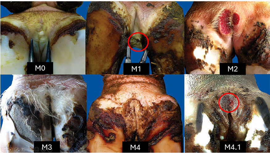 Figura 2. Imgenes de diferentes estados de dermatitis digital. Elaborado con fotos de Fiedler y Kofler, extradas de Kofler et al. 2020...