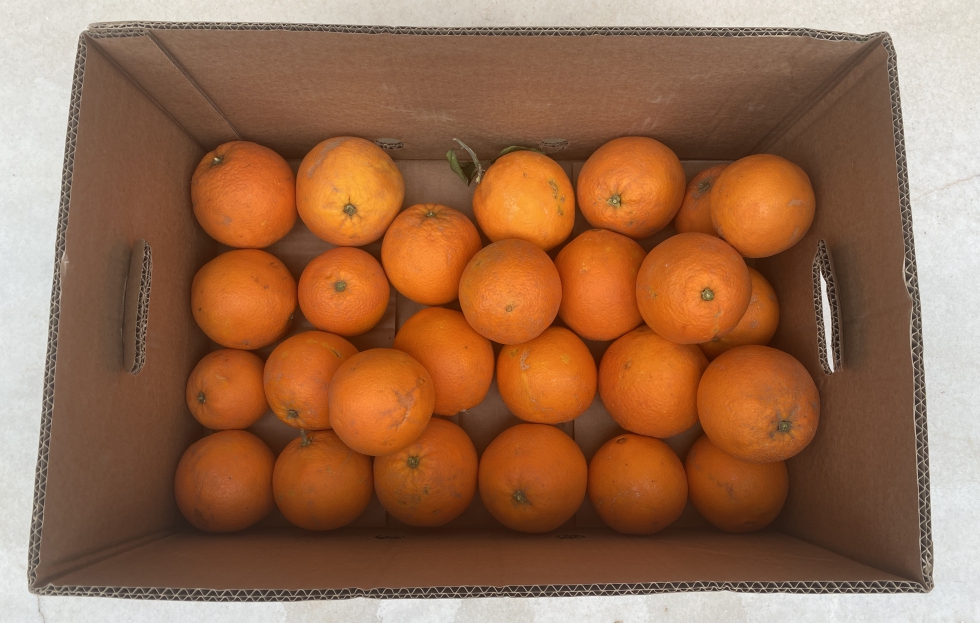 Caja de naranjas valencianas