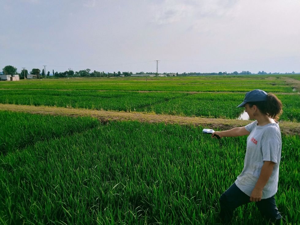 Imagen 1. Toma de medidas NDVI mediante aparato GreenSeeker en campos de arroz. Foto: IRTA