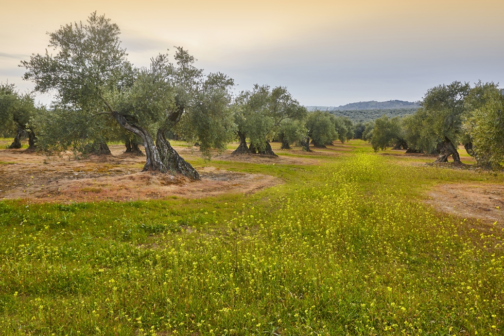 Los olivares son un elemento icnico del paisaje agrcola mediterrneo, representando siglos de tradicin y adaptacin al clima local...