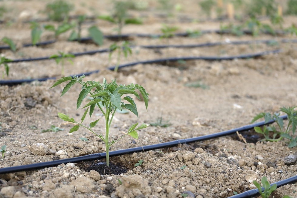 Las tcnicas modernas de cultivo, como el riego por goteo...