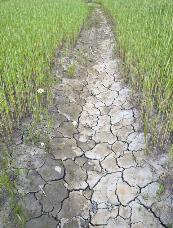 El cambio climtico est aumentando la frecuencia e intensidad de las sequas