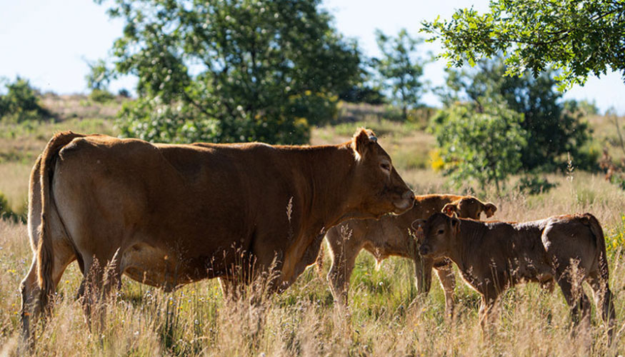 Rebao de raza Limusina en el campo