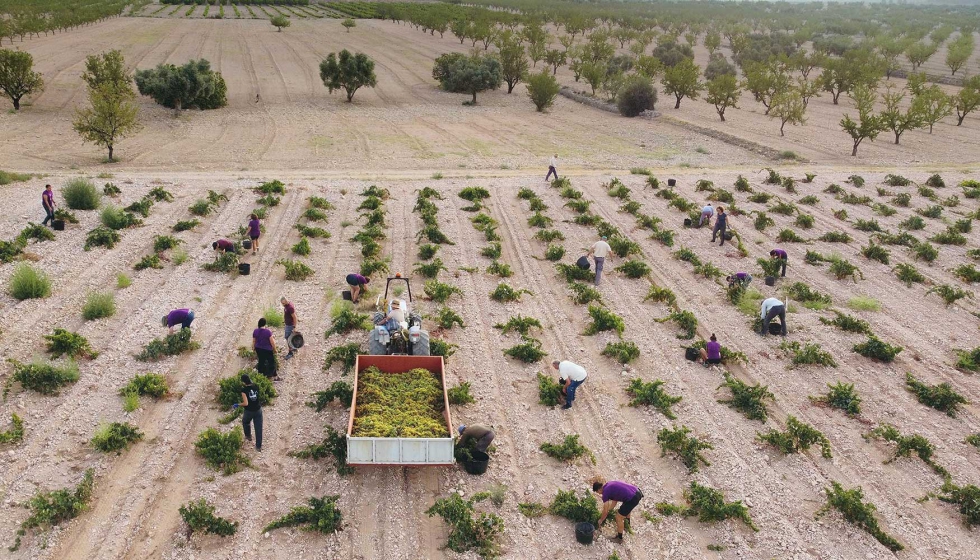 El CRDOP Jumilla ampara un total de 46.107.918 kg de uva en la vendimia de 2024, un descenso del 40% respecto a los ltimos aos...